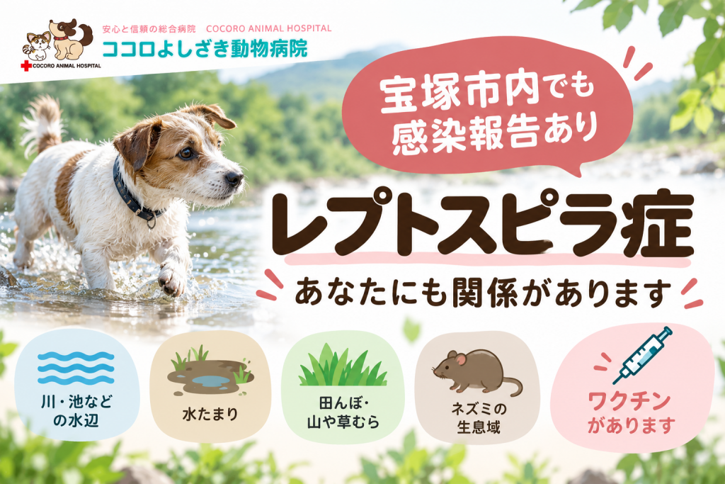 レプトスピラ症予防ガイド